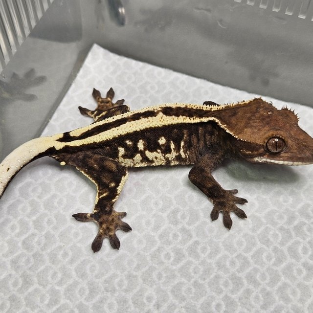 카푸치노 쿼드 핀스트라이프 화이트핀