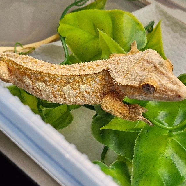 노멀 트라이 쿼드 핀스트라이프