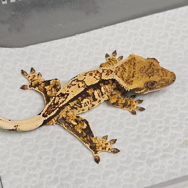 노멀 트라이 쿼드 핀스트라이프