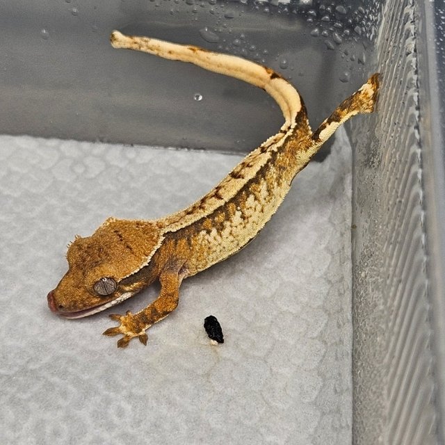 노멀 트라이 화이트스팟 핀스트라이프