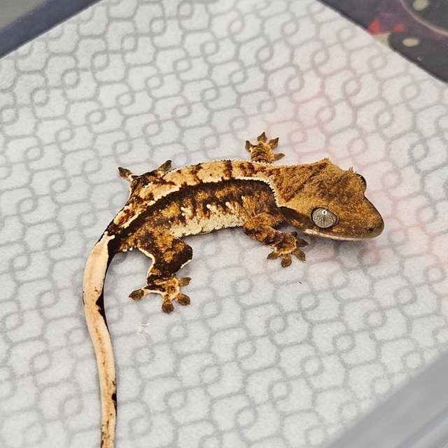 노멀 트라이 쿼드 텐저린