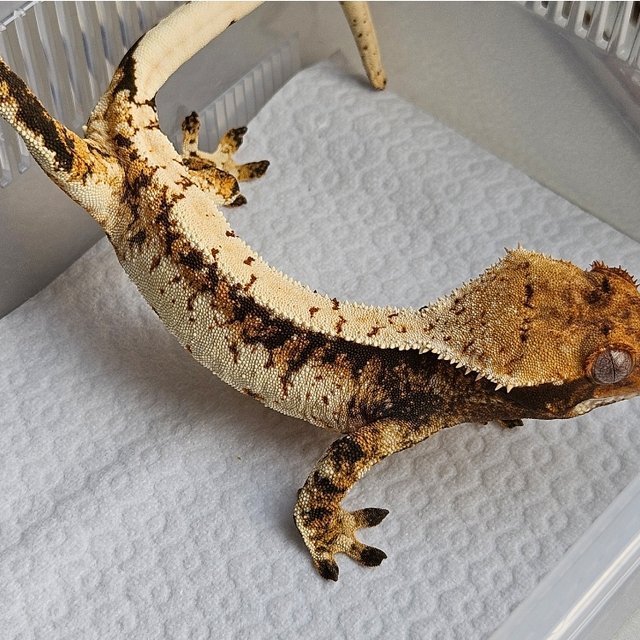 노멀 트라이 쿼드