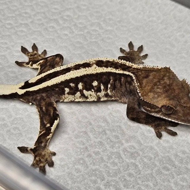 카푸치노 핀스트라이프 쿼드