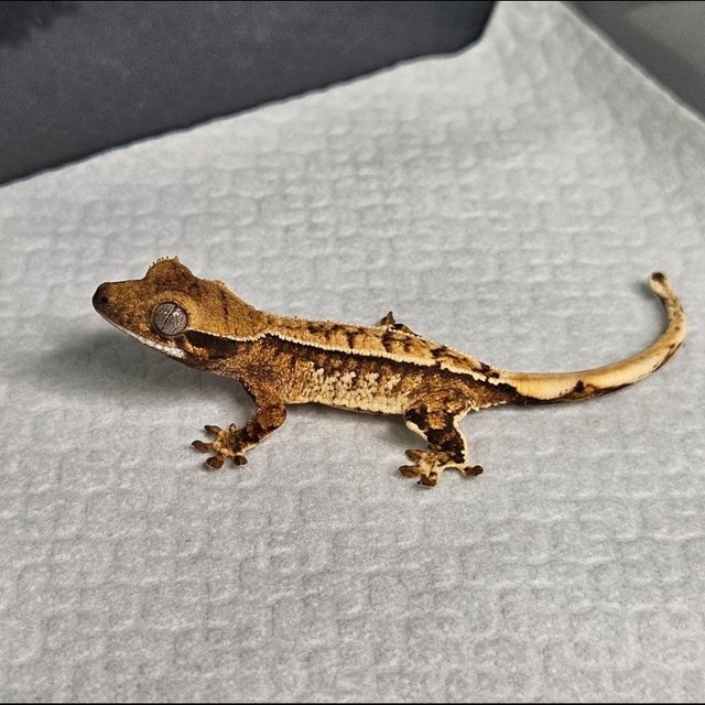 노멀 트라이 화이트스팟