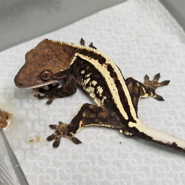 카푸치노 쿼드 핀스트라이프 화이트핀