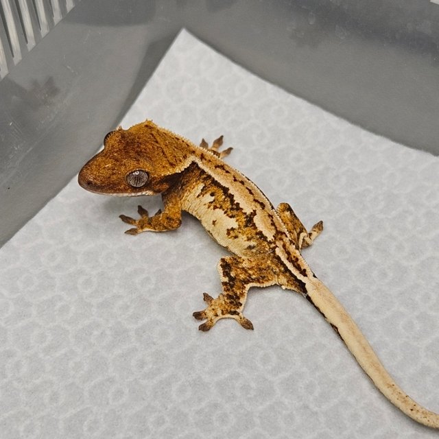 노멀 트라이 쿼드 화이트핀 핀스트라이프