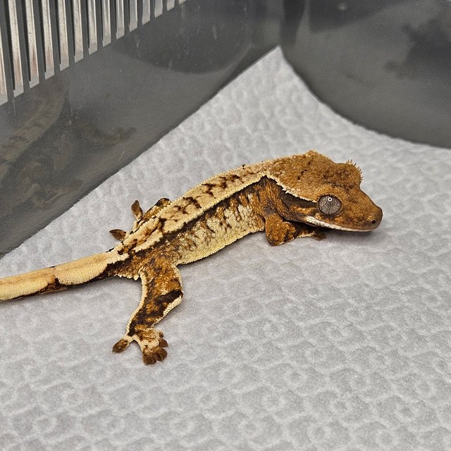 노멀 트라이 화이트핀 화이트스팟