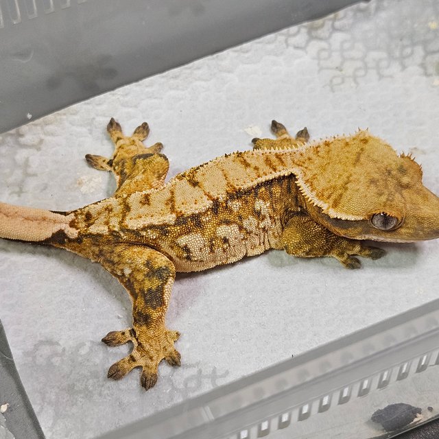 노멀 트라이 텐저린