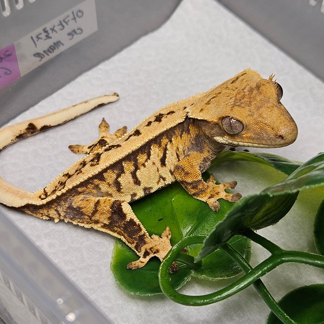 노멀 트라이 핀스트라이프