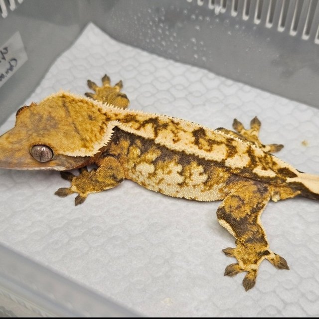 노멀 트라이 텐저린