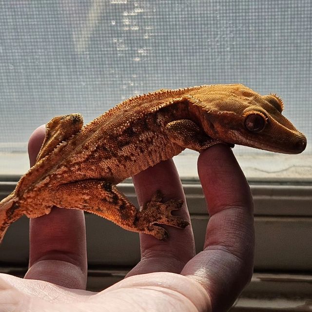 노멀 트라이 쿼드 텐저린