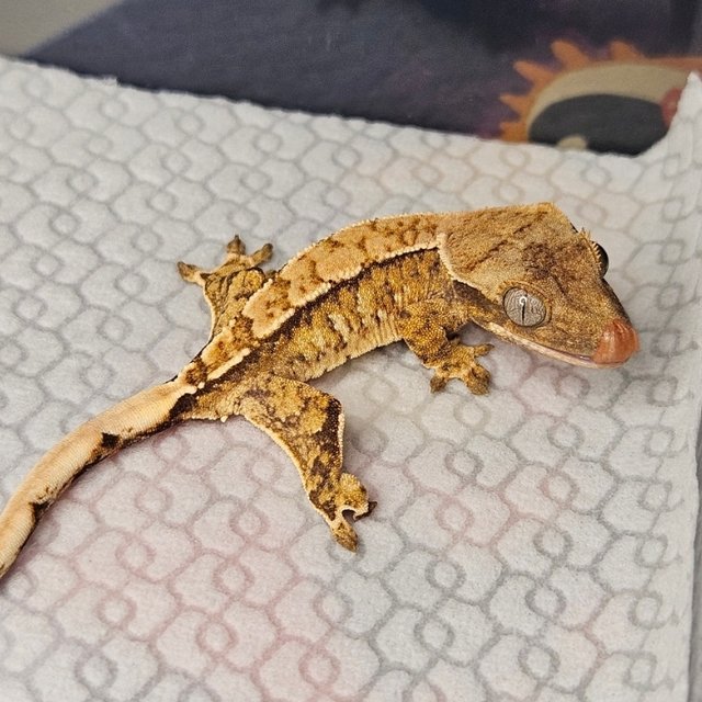 노멀 트라이 텐저린