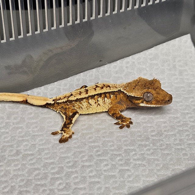 노멀 트라이 화이트핀 화이트스팟