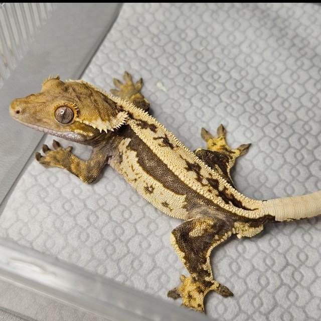 노멀 트라이 풀핀 핀스트라이프 쿼드