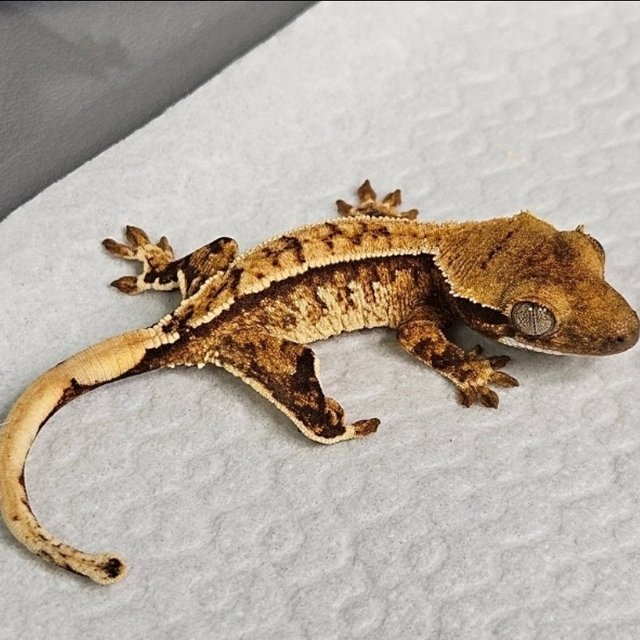 노멀 트라이 화이트스팟