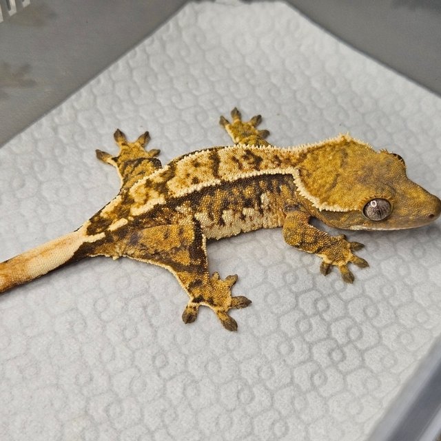 노멀 텐저린 트라이