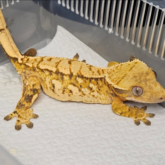 노멀 트라이 텐저린