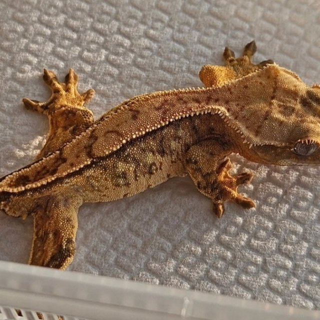 노멀 트라이 쿼드 핀스트라이프