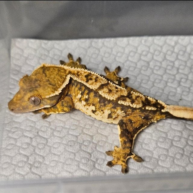 노멀 텐저린 트라이