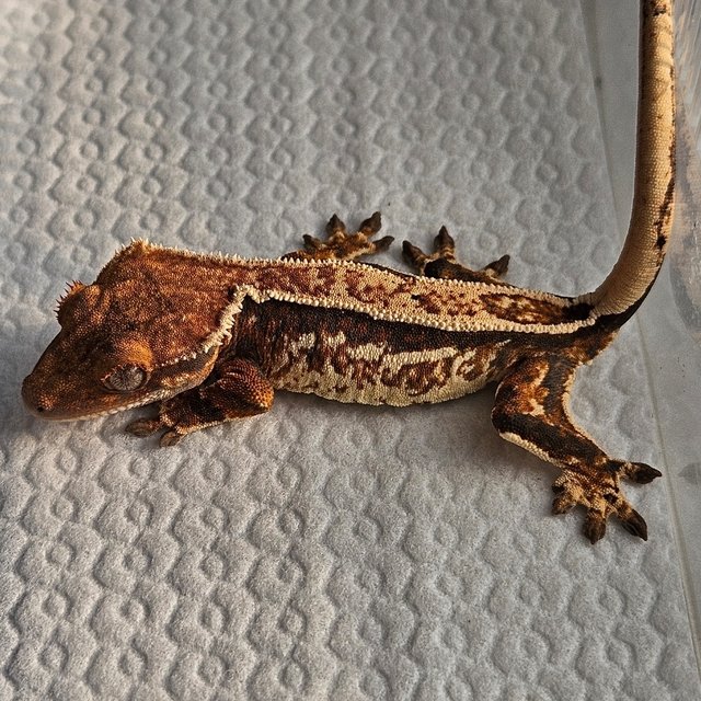 노멀 트라이 텐저린 핀스트라이프 쿼드 화이트핀