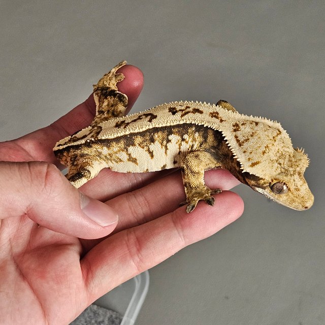 노멀 트라이 핀스트라이프