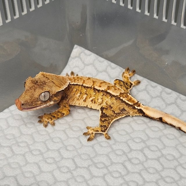 노멀 트라이 텐저린