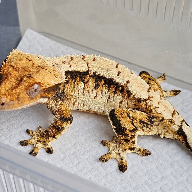 노멀 트라이 쿼드