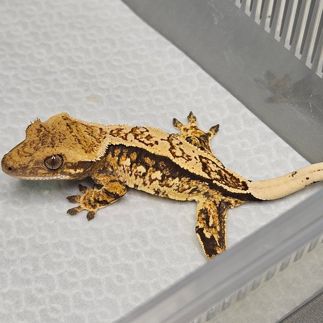 노멀 트라이 쿼드 핀스트라이프