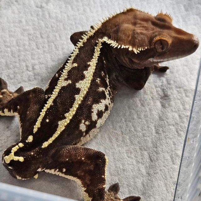 카푸치노 쿼드 슈퍼스트라이프 화이트핀