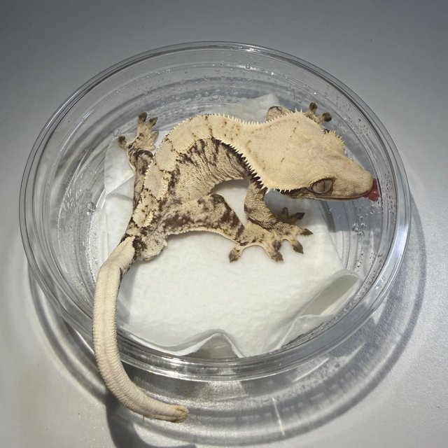 노멀 화이트스팟 드리피