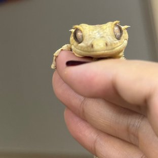팬텀 크림시클