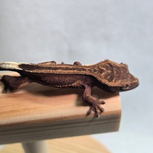 엠티백 슈퍼스트라이프