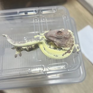 프라푸치노