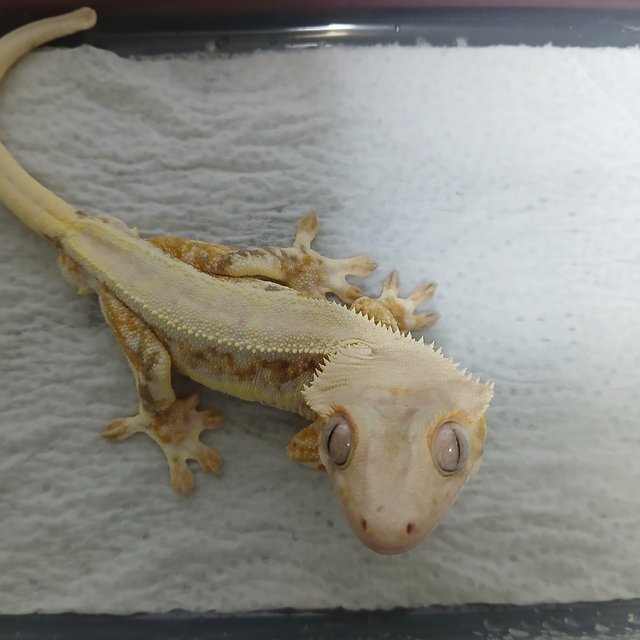 릴리화이트 크림시클