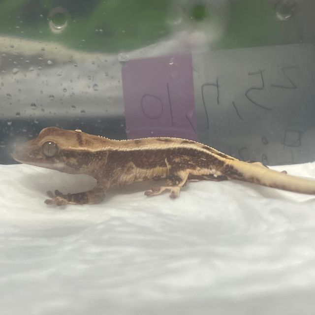 핀스트라이프 릴리화이트