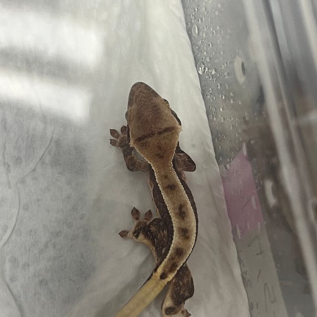 핀스트라이프 릴리화이트