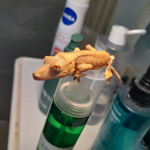 릴리화이트 팬텀