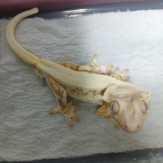 릴리화이트 크림시클