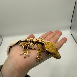 노멀 트라이 익스트림할리퀸 텐저린 화이트스팟