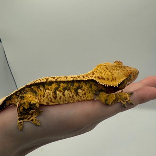 트라이 노멀 익스트림할리퀸