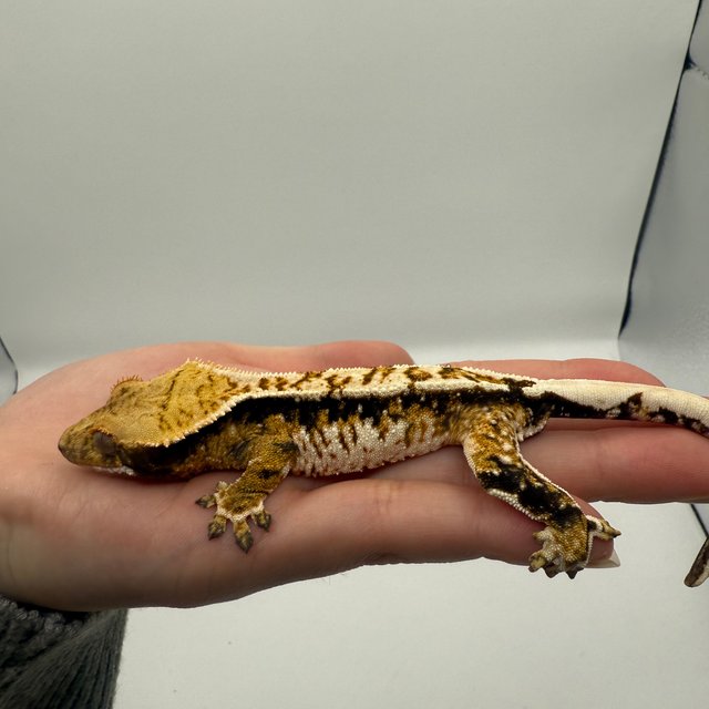 노멀 트라이 익스트림할리퀸 텐저린 화이트스팟