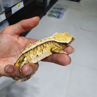 트라이 익스트림할리퀸 (모)