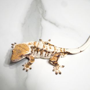 바브 드리피 트라이 익스트림할리퀸 (부)