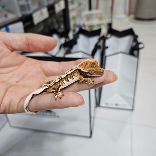 바브 트라이 익스트림할리퀸