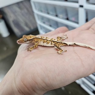 바브 화이트핀 트라이 익스트림할리퀸