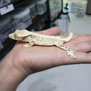 설화-8