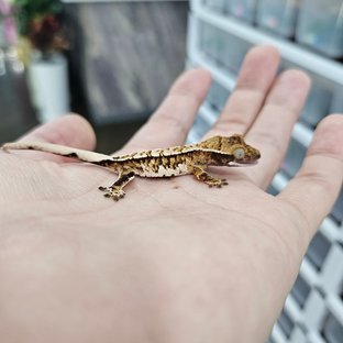 화이트핀 트라이 익스트림할리퀸