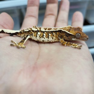White Crown Tangerine Tri Extreme Harlequin White Spot