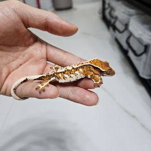 바브 트라이 익스트림할리퀸