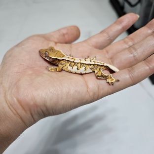 바브 트라이 익스트림할리퀸 화이트핀